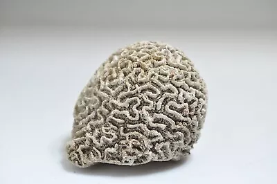 $18.99 • Buy Natural Fossil Brain Coral Sea Ocean Specimen Aquarium Display Home Art Decor