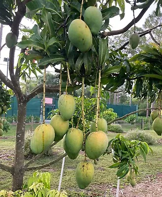 Dwarf ANGIE Grafted MANGO Tree 3Gal Pot Ready To Fruit Ship UPS Overnight • $139