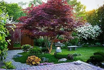 $3.75 • Buy Japanese Bloodgood Red Maple Seeds Beautiful Tree Plant Landscape  Bonsai