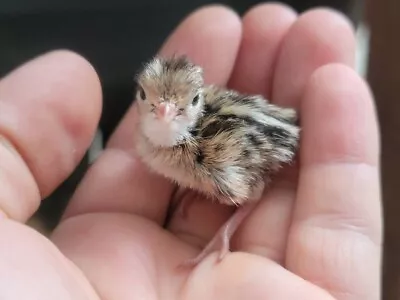 12 Fertile Coturnix Quail Hatching Eggs • $22.99