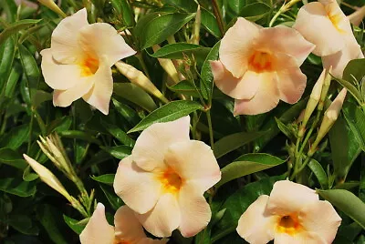 Apricot Brazilian Jasmine Plant - Mandevilla/Dipladenia - 6  Pot • $24.99