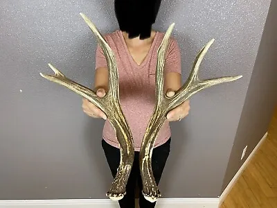 Matched Set Mule Deer Sheds Antlers 3x3 WILD IDAHO Horns Wedding Rustic Decor • $69.99