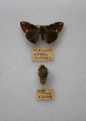 £4.99 • Buy Old Scarce Vapourer Moth Pair  Insects/Lepidoptera/ Taxidermy