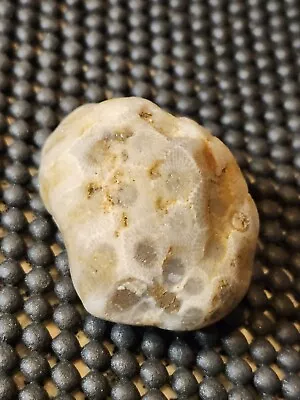 Petoskey Stone Unpolished  Michigan  Ancient Coral  Souvenirs  • $20