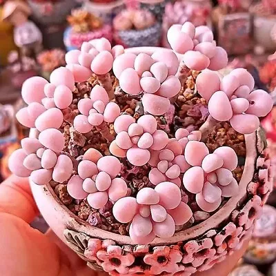 Graptopetalum Amethystinum Moonstone  Succulent Seeds X40 • $19.95