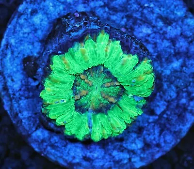 Aussie Colored Mini Button Scoly Scolymia LPS WYSIWYG - High Voltage Corals • $44.99