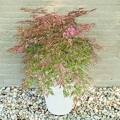 Acer Tree Extravaganza (New Rare) Pink Maple 3Lt Pot Compact Plants To Your Door • £28.99