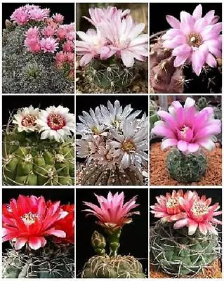 GYMNOCALYCIUM VARIETY MIX  Cactus Rare Cacti Mixed Lot Lots Semi Seed 100 SEEDS • $11.99