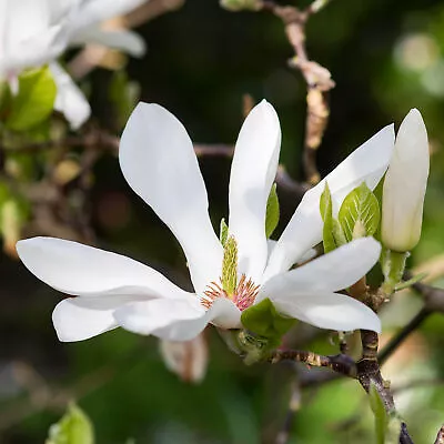 Magnolia Soulangeana Alba Superba Outdoor Deciduous Garden Shrub In 9cm Pot • £11.99