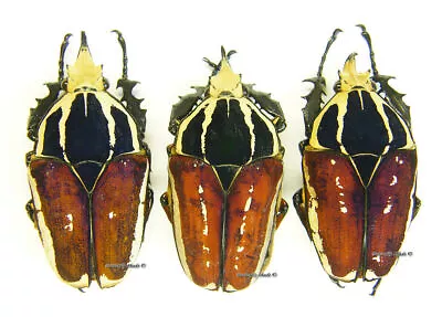 Unmounted Beetle/Cetoniidae - Mecynorrhina Torquata Ugandensis TRIO 3 • $36.36