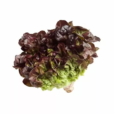 Oak Leaf RED Lettuce (Oakleaf) Seeds Loose Leaf 500 1000 2000 5000 Bulk Crisp • $1.79