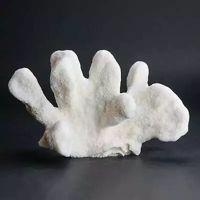 Genuine White Cat's Paw Coral (2 Lbs) • $250