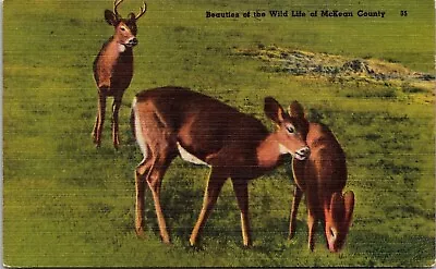 Wild Life McKean County Deer Linen Postcard UNP VTG Tichnor Unused Vintage • $2.75