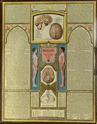 Vintage Bodyscope By Ralph H. Segal Human Anatomy Medical Chart  |  1948 • $175