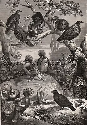 Birds Australia Fancy Pigeons Spinifex Large 1880s Antique Print & Article • £48.21