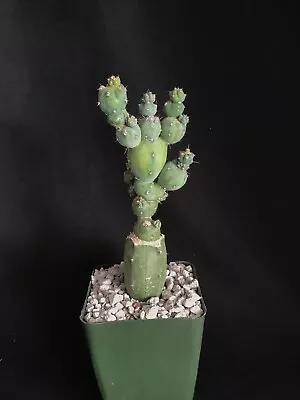 Myrtillocactus Geometrizan  STACKER  Rare MONSTROSE Cactus • $56