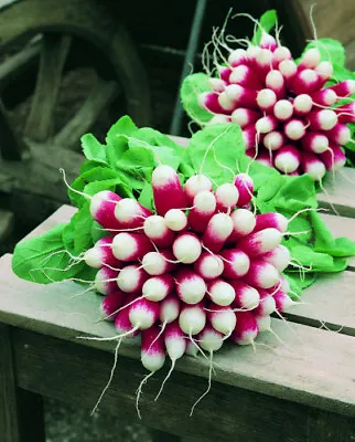 Radish Plug Plants -  Grow Your Own  Vegetables **LETTERBOX FRIENDLY** • £8.99