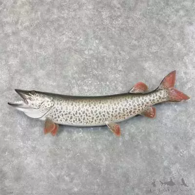 #27674 WC | 51  Muskie Reproduction Taxidermy Fish Mount For Sale • $2630