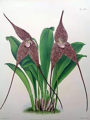 John Nugent Fitch Original Orchid Lithograph Masdevallia Roezlii Rubrum Orchid • $96.71