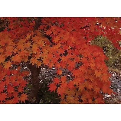 20 Korean Maple Tree Seeds (Acer Pseudosieboldianum) Purplebloom Maple • $11.99