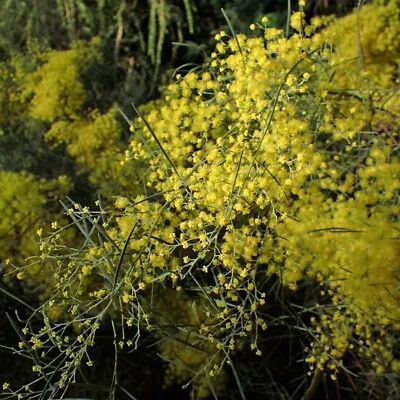 3 Seeds Acacia Boormanii Mimosa Of Rivers • £5.38