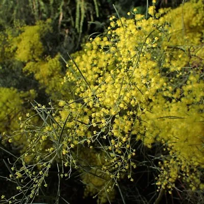 5 Seeds Acacia Boormanii Mimosa Of Rivers • £6.47