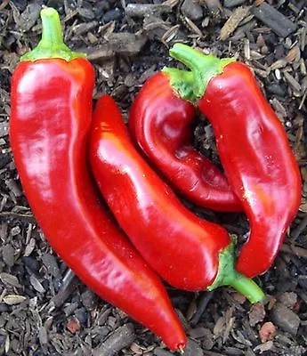 Red Marconi Pepper Seeds- Imported Italian- 75+ Seeds       $1.69 Max. Shipping • $2.39