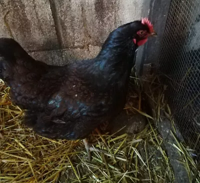 £50 • Buy Large Fowl Fertile Barnevelder Hatching Chicken Eggs. Chicks. Incubator.