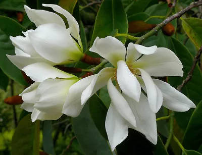 Michelia Excelsa Tree 10 Seeds Very Fragrant Flowers Temple Magnolia Doltsopa • $4.50