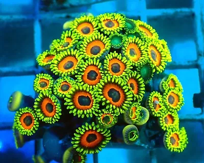 WYSIWYG Dragon Eyes Zoas Frag Marine Coral Soft Corals Reef • £16
