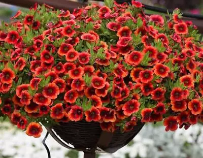 Calibrachoa Trailing Petunias Million Bells 'Orange Punch' Plug Plants Pack X6 • £7.95