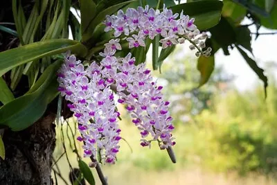 $45 • Buy Species Orchid Flask - Rhynchostylis Gigantea ‘Spots’