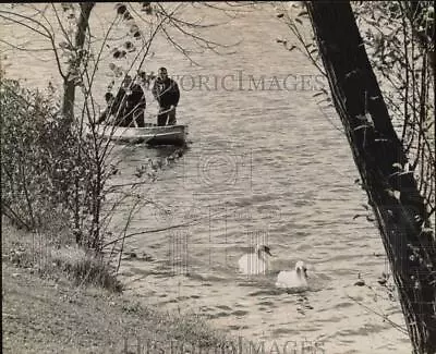 1961 Press Photo Como Park Zoo Attendants Pursue Swans On Lake Como St. Paul MN • $16.99