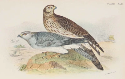£19.66 • Buy Hen Harrier 1896 Antique Print