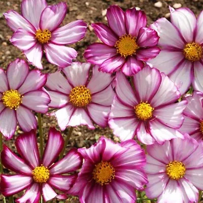 Cosmos Bipinnatus Sensation Picotee  1000 Seeds+FREE REUSABLE PLANT LABEL • £3.49