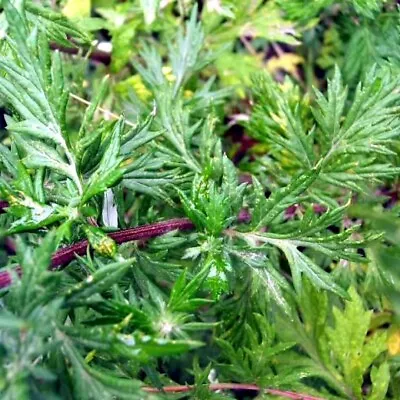 1000+ Mugwort Seeds (Artemisia Vulgaris) | Medicinal Culinary Perennial Herb USA • $1.98