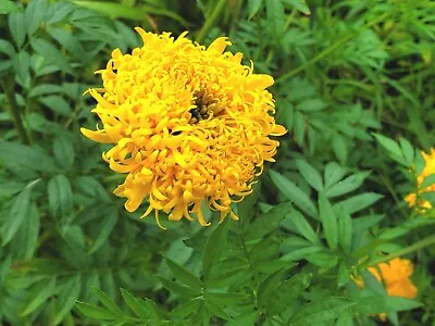 MISSION MARIGOLD GIANT YELLOW SEED 195O's HEIRLOOM VARIETY • $0.99