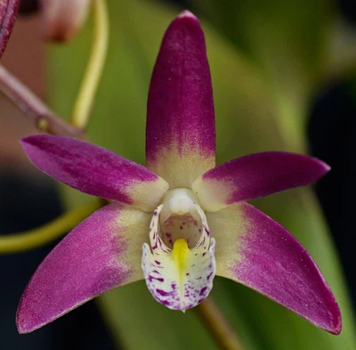 $7 • Buy Orchid -Dendrobium Bavs Beauty