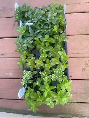 Mint - 6 Rooted Mint Plants:PineappleBerries&CreamOrangeAppleChocolatepeppe • $14.99