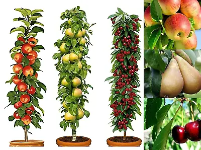 £29.99 • Buy Pillar Fruit Trees 3 Apple, Cherry & Pear Garden Patio Terraces