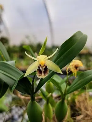 Orchid Species Coelogyne Fimbriata 'Mini'. Blooming Sized Plants • £24.10