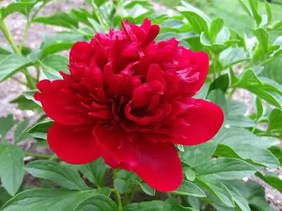 Bulb/Tuber/Root Red Peony Paeonia Lactiflora Quality Summer Flowering Perennial • £4.95