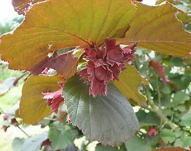 £45.98 • Buy 2ft Red Filbert Hazel Tree 9L Pot Patio Garden Outdoor Plant Tree