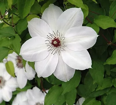 Clematis Pure White Vines Henryis Classisc Selection Gardens Live Plant 2.5  Pot • $16.95