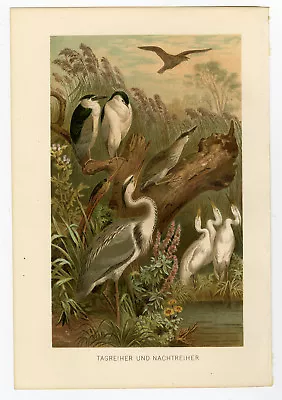 Antique Print-DAY HERON-NIGHT HERON-EGRET-Brehm-1890 • $54.50