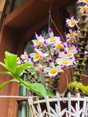 $68 • Buy Orchid Species Dendrobium Pendulum ( Truc Phat Ba )