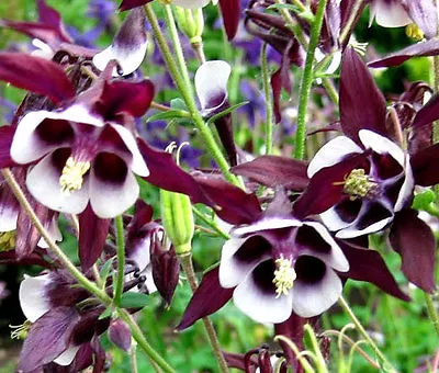 COLUMBINE WILLIAM GUINNESS Aquilegia Vulgaris - 500 Bulk Seeds • £16.21