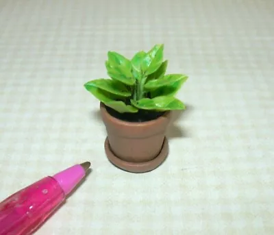 Miniature Dainty House Plant #9 In Aged Resin Terracotta Pot: DOLLHOUSE 1:12  • $5.98