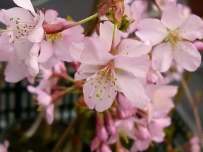 Prunus Ruby Dwarf Patio Flowering Cherry Tree 60-70cm In A 5 Litre Pot … • £24.99
