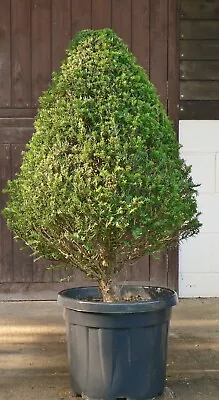 Real Extra Large Yew (taxus Baccata) Topiary Cone Shape UK Grown • £280